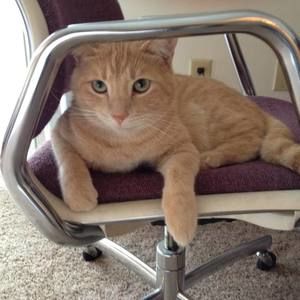 Meet your Posher, Patricia